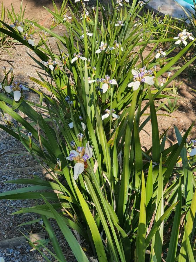 Chácara Cantinho da Paz Ibiuna Ngoại thất bức ảnh